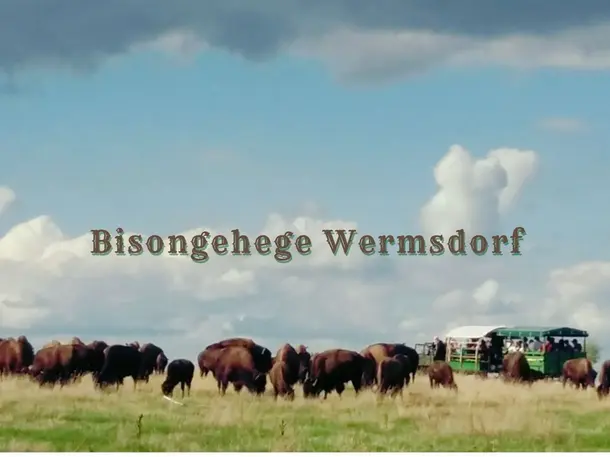 Bisongehege Wermsdorf